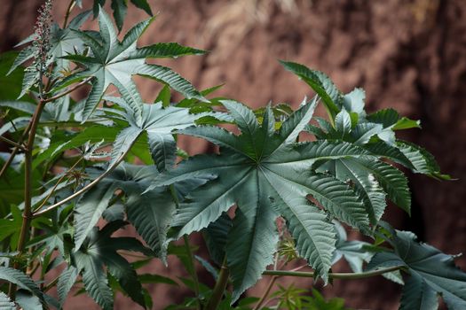 Castor oil plant in Ethiopia