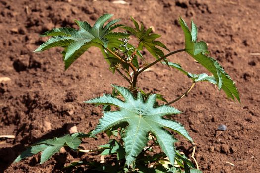 Castor oil plant in Ethiopia