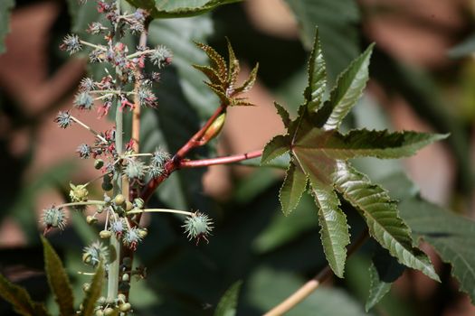 Fruits and flowers of castor oil plant in Ethiopia.