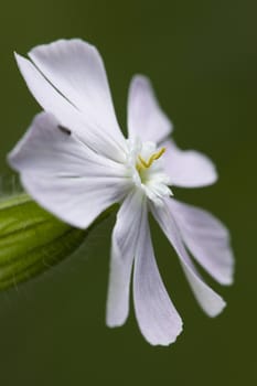 Saponaria white and pink flower, soapwort
