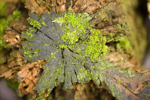 Green moss growing on a tree stump in Autumn