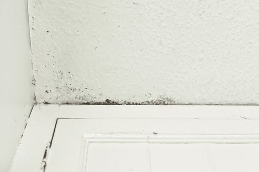 Mould on a ceiling due to damp