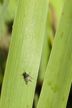 Common fly on green blade of grass under the sun