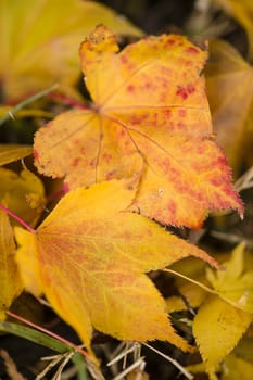 Maple red and orange leaves fallen on ground in Autumn