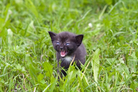 Small cute kitten in the grass