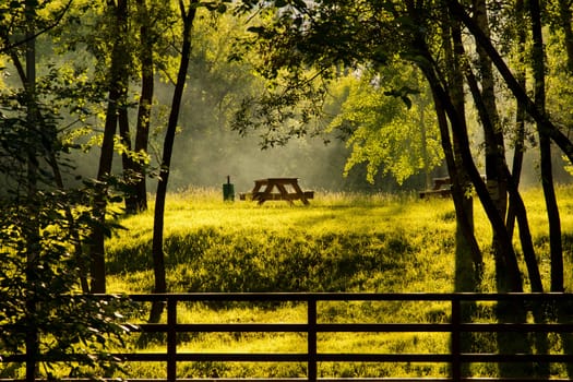 two wooden tables on the sunny forest glade