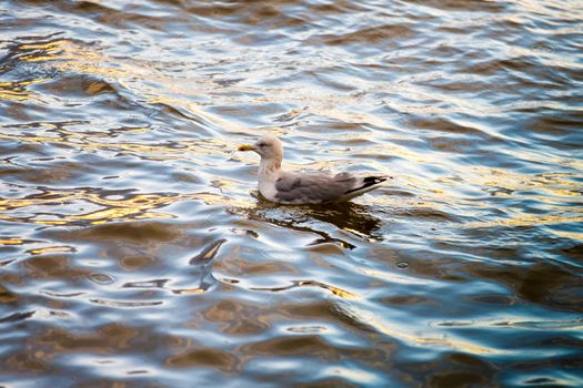 Lesser black-backed gull on water