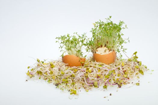 Fresh Alfalfa Sprouts and Spring Easter Egg