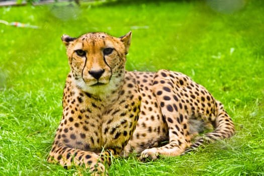 a young cheetah resting in the summer sun