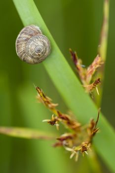 Grey ground snail resting on a green blade of grass