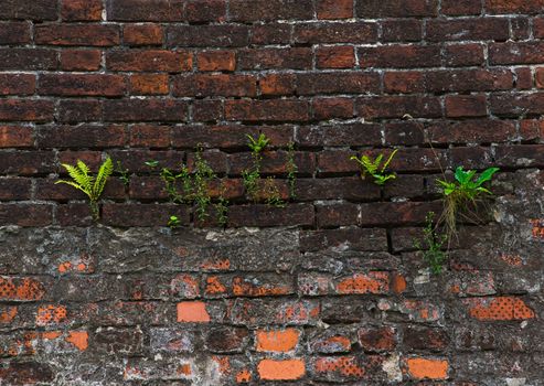 grass struggling for life on the wall of red brick