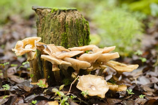 Brown mushrooms growing on a tree stump in Autumn