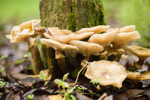 Brown mushrooms growing on a tree stump in Autumn