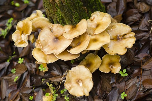 Brown mushrooms growing on a tree stump in Autumn