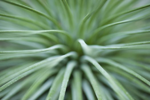 Plant with green tape leaves with thorns