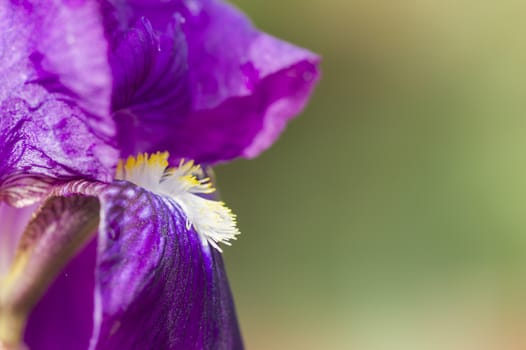 Close up of Iris purple flower with white stamens