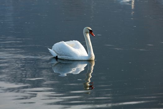 Beautiful white swans floating on the water