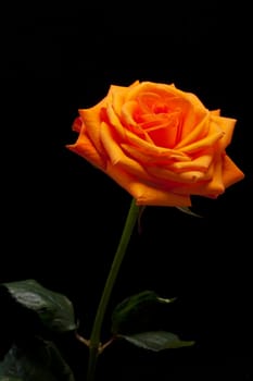 Close up image of single orange rose 