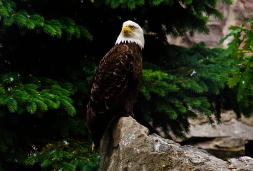 white eagle on a rock in the trees