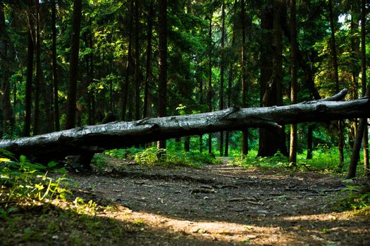 green summer forest with one fallen tree