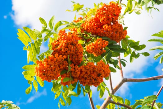 rowan branch with fruits on a sunny day