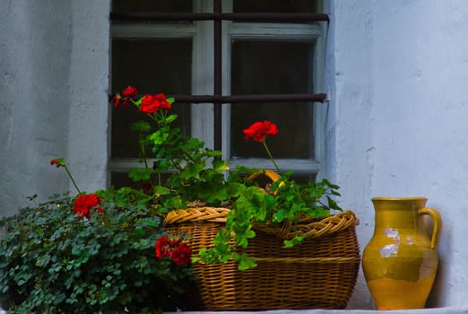 red flowers and jug on the windowsill