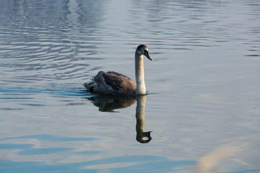 Beautiful white swans floating on the water