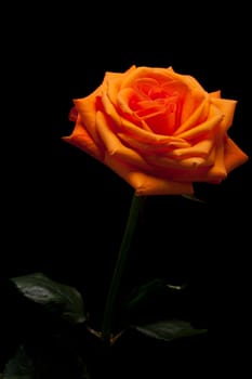 Close up image of single orange rose 