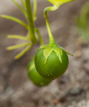 Potato tuber on a plant