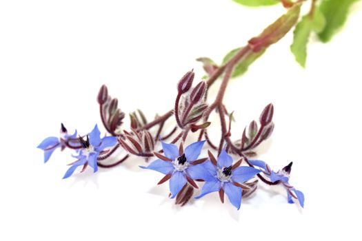 delicious blue Borage on a light background