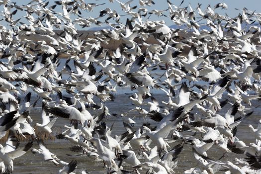 Bursting rush of snow goose flock rises upward in single, amazing rush of sensory bombardment of auditory and visual senses