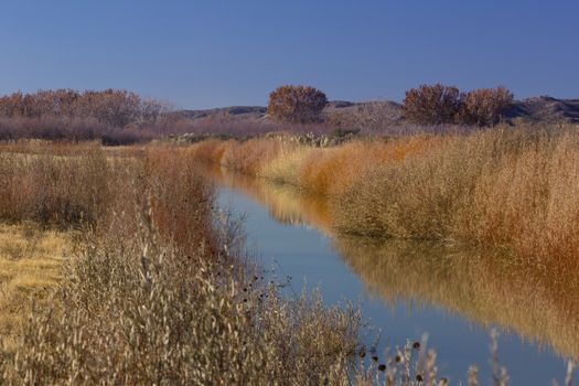 Good, active strategies of water and land management bring autumn color and splendor to Bosque del Apache National Wildlife Refuge in New Mexico.