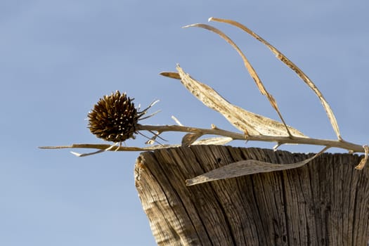 Dried bud and leaves sitting on top of fence post against blue sky make a natural, elegant, and balanced arrangement with copy space available