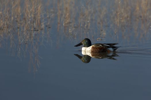 Northern shoveler paddles with reflection in blue water of Bosque del Apache National Wildlife Refuge, New Mexico. 