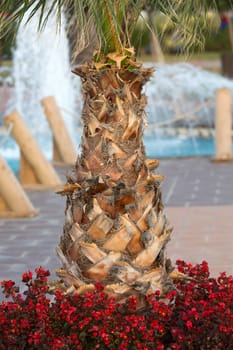 Palm tree trunk 