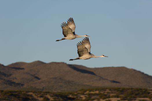 Pair of wild sandhill cranes fly together against rugged New Mexico's Chupadera Mountains. 