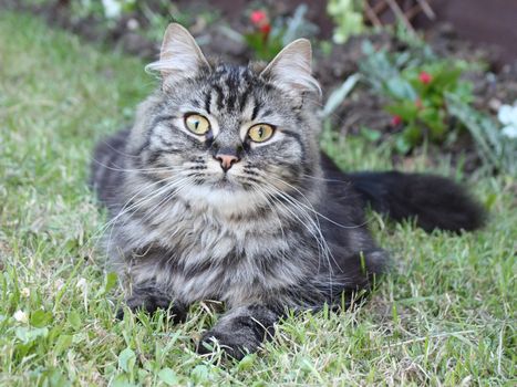 Very handsome cute long haired brown kitten