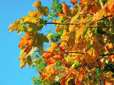 A close-up image of colourful Autumn leaves against a clear blue sky.