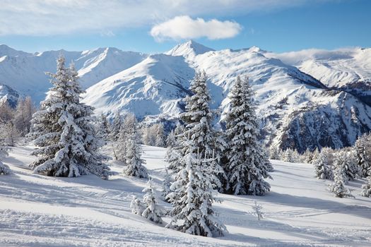 Snowy pine trees on a winter landscape