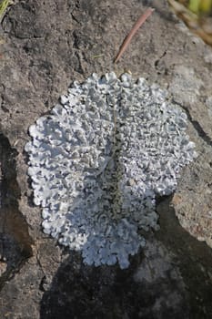 Xanthoparmelia, rock-shield lichen is a genus of foliose lichen in the Parmeliaceae family.[