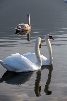 Beautiful white swans floating on the water