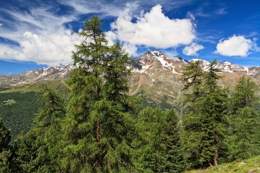 Pejo valley with Vioz and Cevedale mount on background, Trentino, Italy