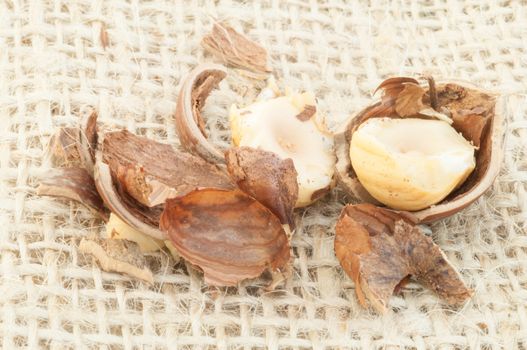 macro of hazelnuts on jute background in studio