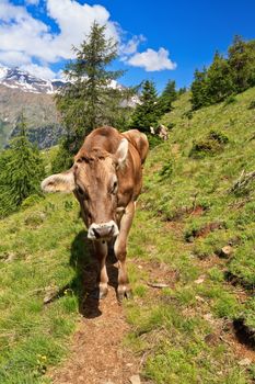 cow on alpine pasture in Val di Pejo, Trentino, Italy