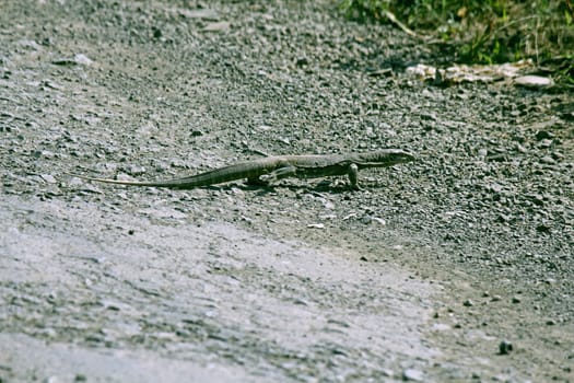 Common Indian Monitor Lizard, Varanus Bengalensis