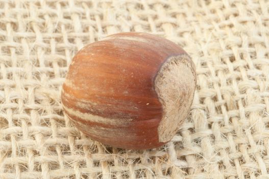 macro of hazelnut on jute background in studio