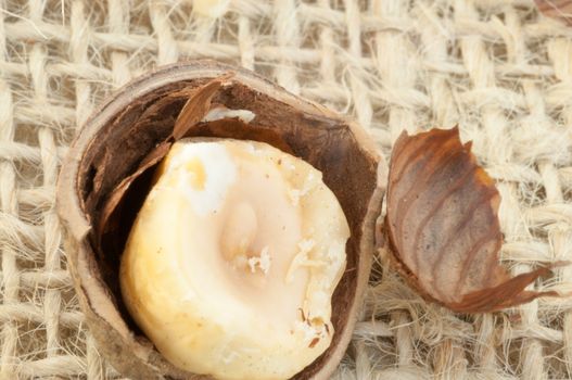 macro of hazelnuts on jute background in studio