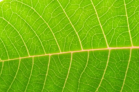beautiful macro green background leaf