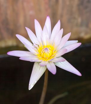 single beautiful pink lotus flower .