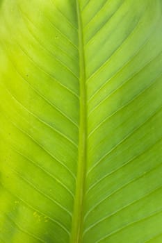Texture background of backlight fresh green Leaf .